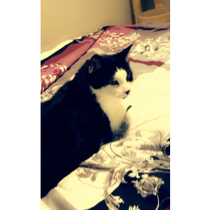 Lost Cat Taz