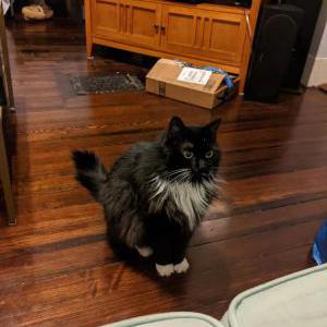 Lost Cat Hekate