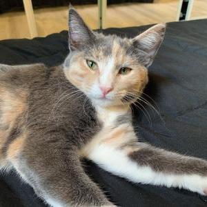 Lost Cat Cotton Candy