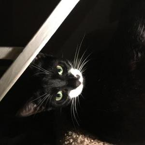 Lost Cat Wednesday