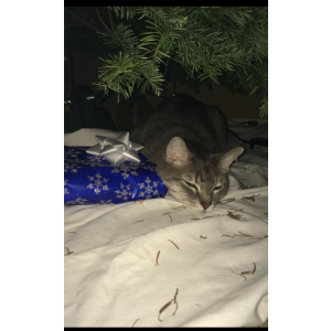 Lost Cat Superman