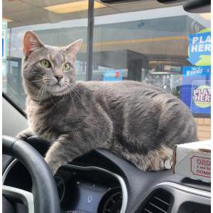 Lost Cat Piper