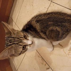 Lost Cat Dory