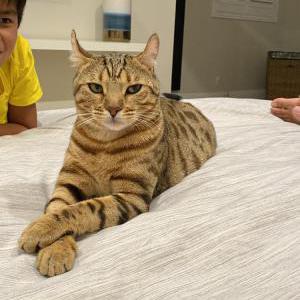 Lost Cat Louie