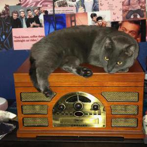 Lost Cat Earl