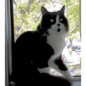 Lost Cat Charlemagne
