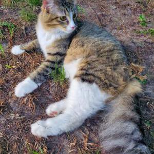 Lost Cat Juno