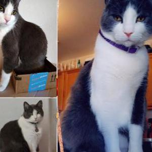 Lost Cat Rocky