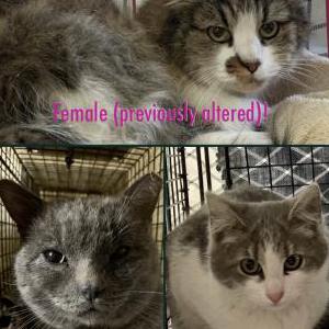 Found Cat unknown