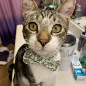 Lost Cat Basil