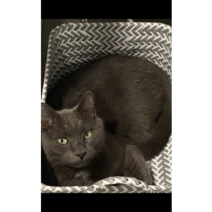 Lost Cat Tyson
