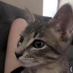 Lost Cat Danielle