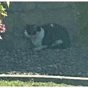 Found Cat Unsure