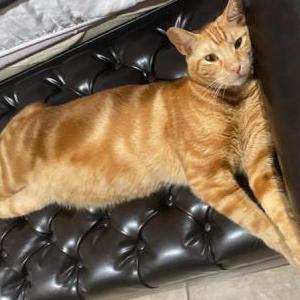 Lost Cat Garfield