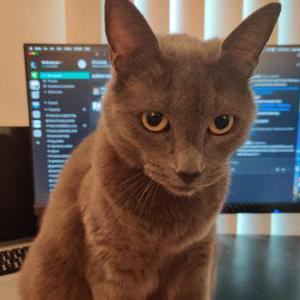 Lost Cat POLINA