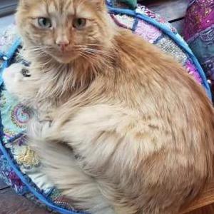 Lost Cat Tashi