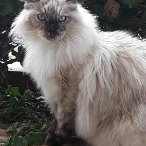 Lost Cat Kiki