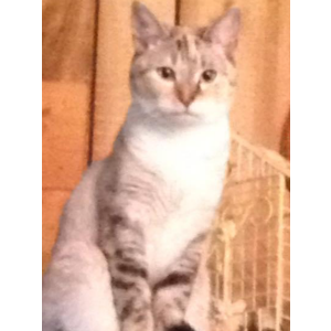 Lost Cat Sophie