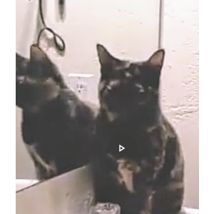 Lost Cat Kittie
