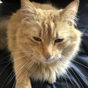 Lost Cat Toby