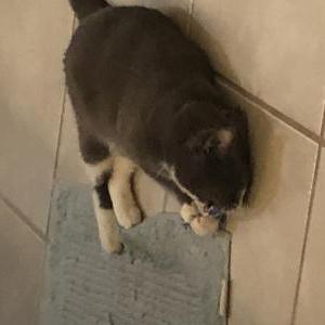 Lost Cat Haven