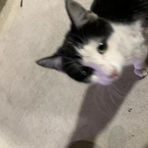Lost Cat meow meow