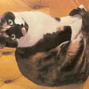 Lost Cat Rosie