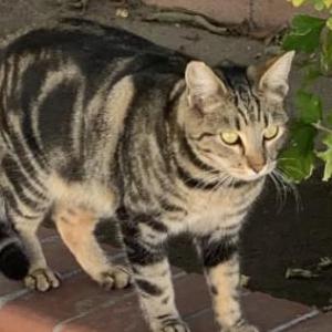 Found Cat Unknown