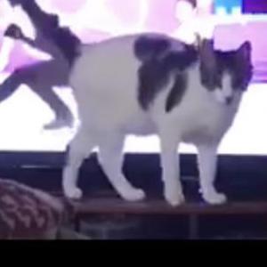 Lost Cat Darcy