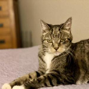 Lost Cat Skinny
