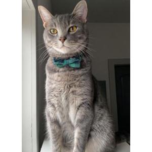 Lost Cats In INDIANAPOLIS, IN - Lost My Kitty
