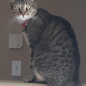 Lost Cat Jake