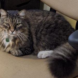 Lost Cat Maine Coon