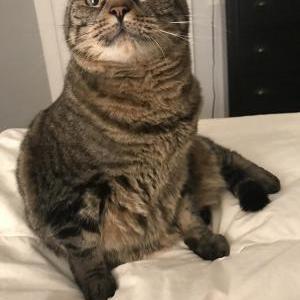Lost Cat Jasper