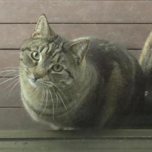 Lost Cat Jasper