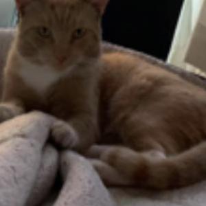 Lost Cat Mash potatoe