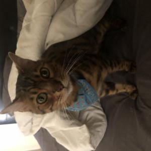 Lost Cat Leo