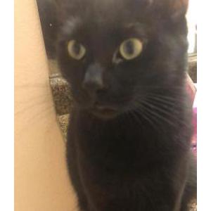 Lost Cat Jericho
