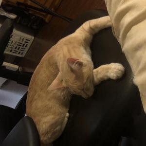 Lost Cat Simba