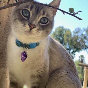 Lost Cat Rey