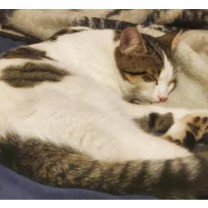 Lost Cat Pokey