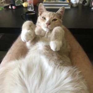 Lost Cat Sparta