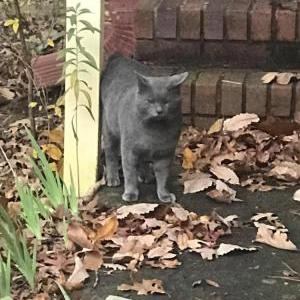 Lost Cat Smokey