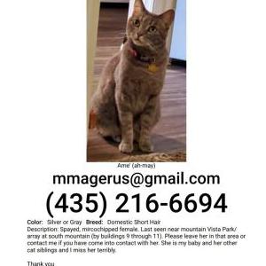 Lost Cat Ame