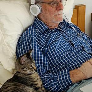 Lost Cat Tiger