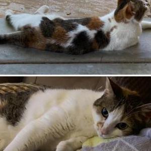 Lost Cat Zoe