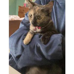 Lost Cat Deja
