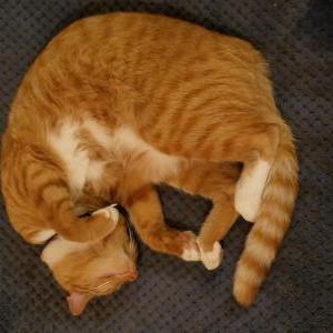 Lost Cat Thor