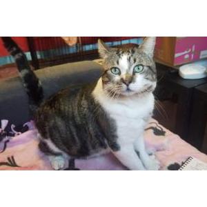 Lost Cat Big Head Leonard