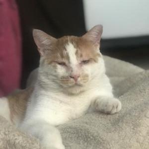 Lost Cat Rigby